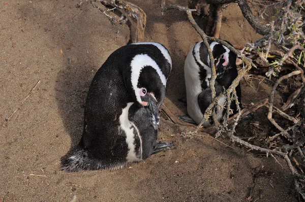 Dois pinguins . — Fotografia de Stock