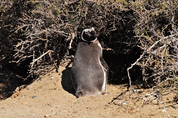 Yellow eyed penguin reserve Stock Photos, Royalty Free Yellow eyed