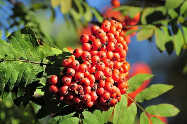 Rowan berry. — Stock Photo, Image