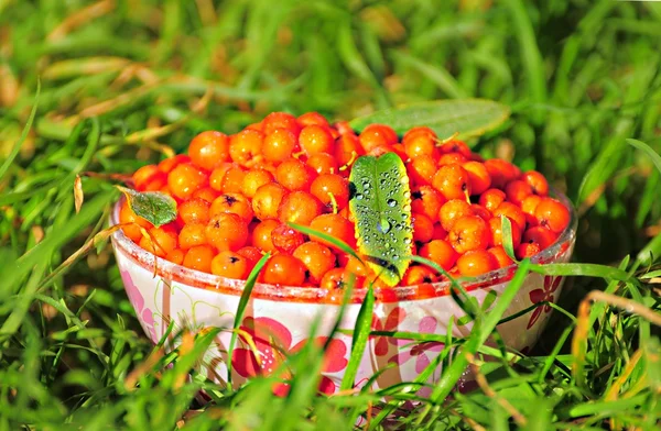Rowan berry. — Stock Photo, Image