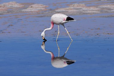 Flamingo.