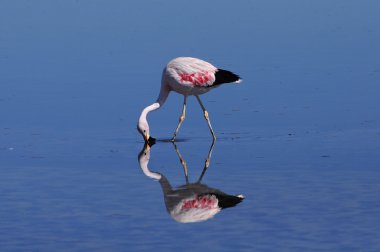 Flamingo.