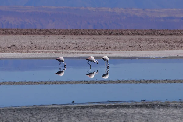 Flamingo. — Stockfoto