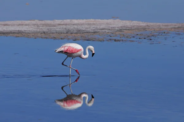 Flamingo. — kuvapankkivalokuva