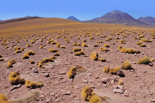 Desierto de Atacama . — Foto de Stock