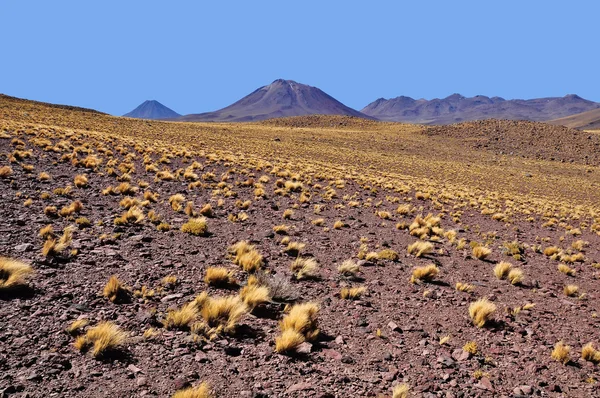 阿塔卡马沙漠. — 图库照片