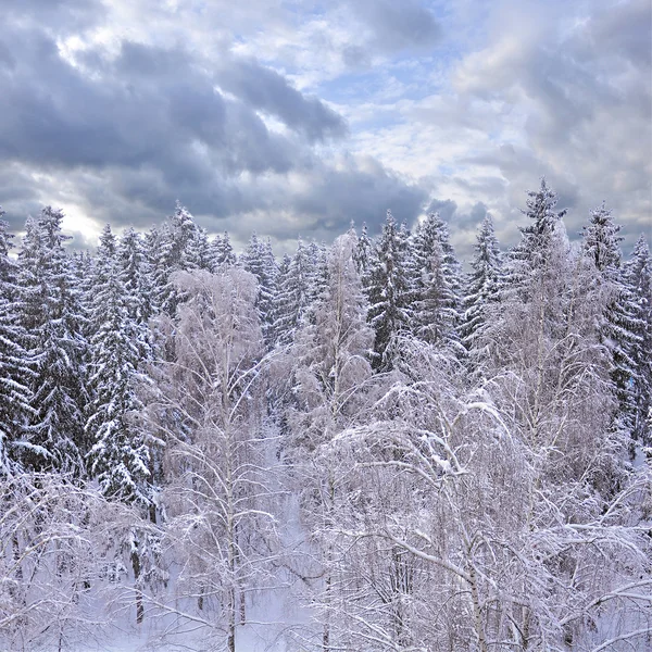 Winter landscape. — Stock Photo, Image