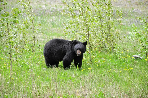 Чёрный медведь . — стоковое фото