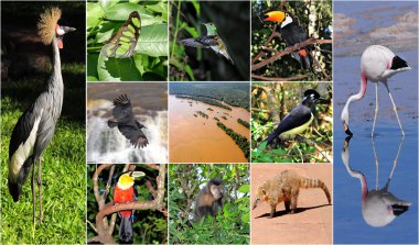 bir kolaj yapılmış Iguazu national park resimleri.