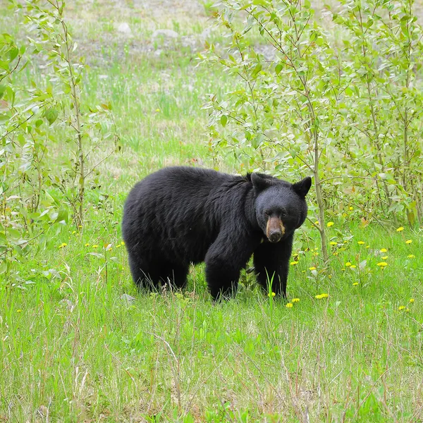 Black bear by Medicine lake. — Stock Photo, Image