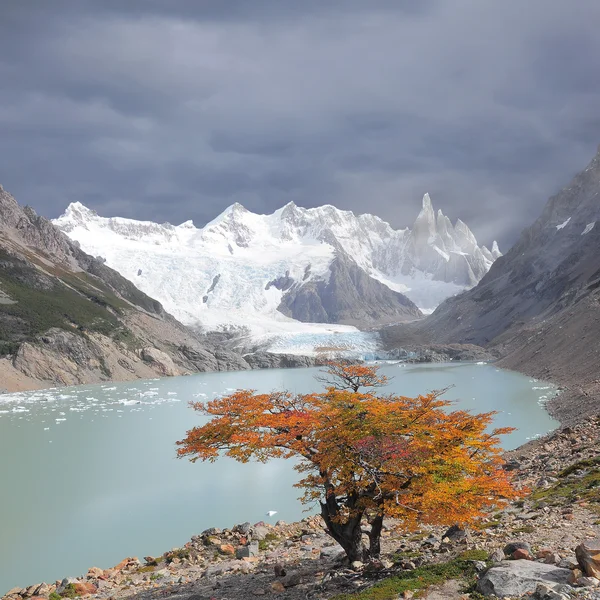 Malý strom od laguna torre a cerro torre hora. — 图库照片