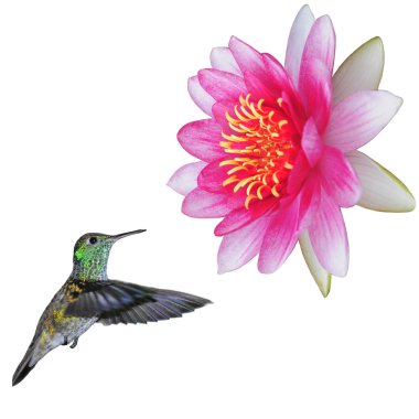 Kolibri.
