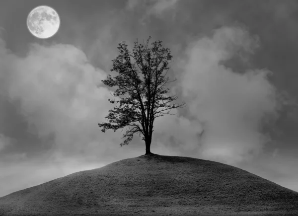 Árvore solitária . — Fotografia de Stock