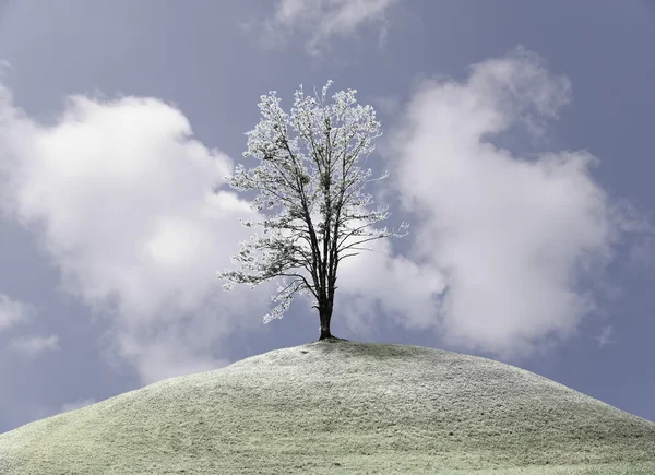 Árbol solitario . —  Fotos de Stock