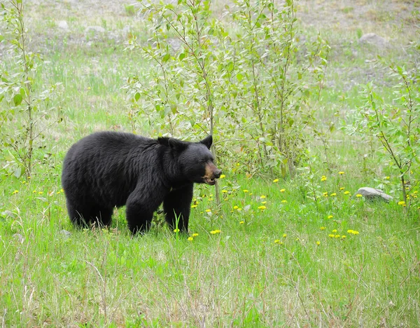 Orso nero . — Foto Stock