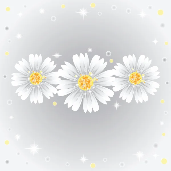 灰色の背景に 3 つのデイジーの花. — ストックベクタ