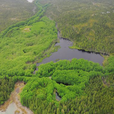 ormanlar üzerinde uçak uçuş.