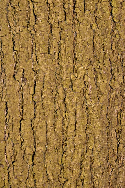 Texture écorce d'arbre. — Photo
