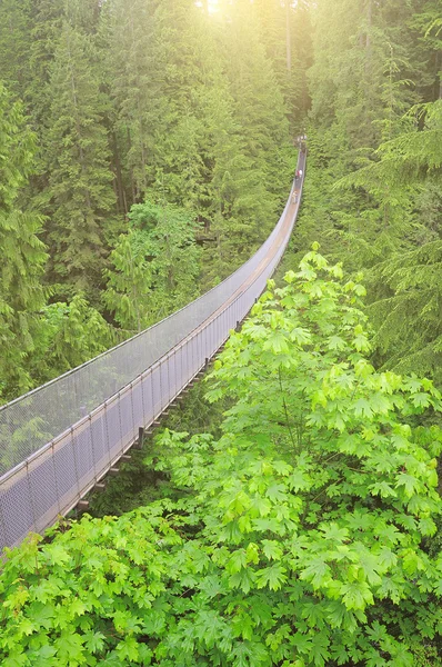 Ponte de suspensão capilano . — Fotografia de Stock