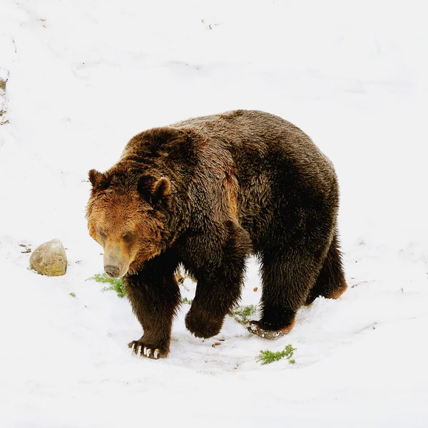 Urso-pardo . — Fotografia de Stock