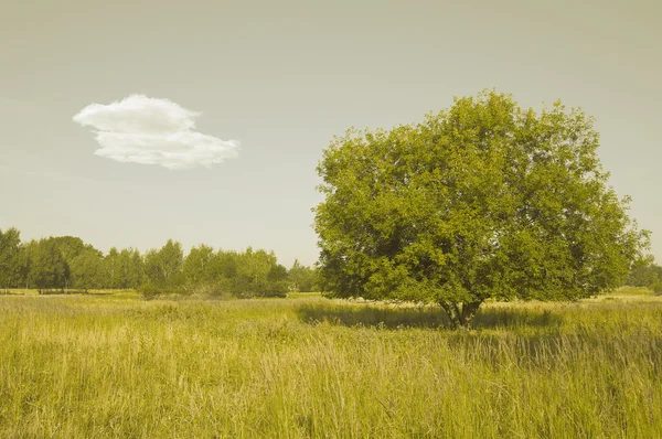 Árvore solitária no prado . — Fotografia de Stock