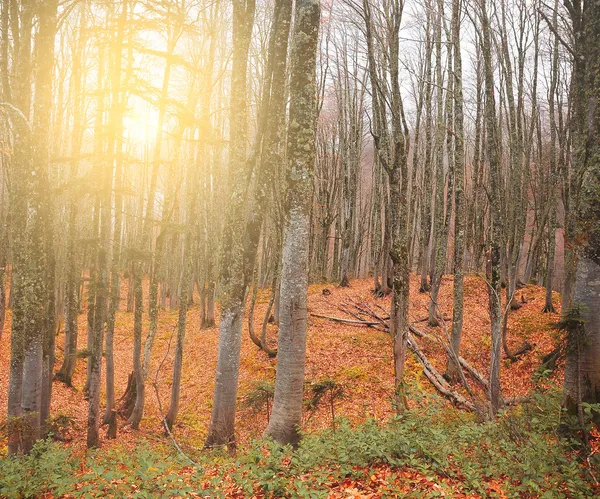 Floresta de montanha nebulosa ao pôr-do-sol . — Fotografia de Stock