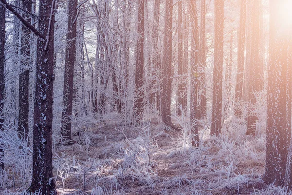 Blick Auf Den Winterwald Bei Kaltem Sonnenaufgang — Stockfoto