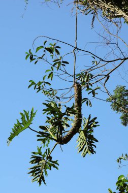 Ormandaki tropik ağaçların dalları.