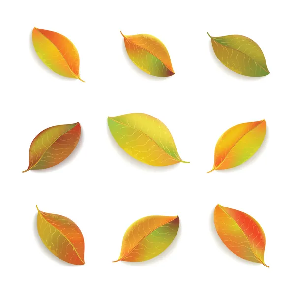 Folhas de outono isolado no fundo branco. — Vetor de Stock