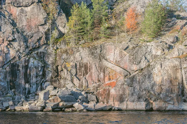 Stromy Útesech Jezera Ladoga Podzim Večer Republika Karelia Rusko — Stock fotografie