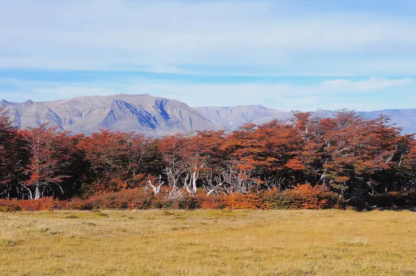 洛杉矶冰川国家公园的秋天山林 阿根廷 — 图库照片