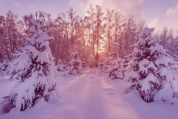 Blick Auf Den Winterwald Bei Kaltem Sonnenaufgang — Stockfoto