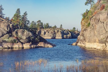 Sonbahar akşamı Ladoga Gölü 'nün yamaçlarındaki çam ağaçları. Karelya Cumhuriyeti.