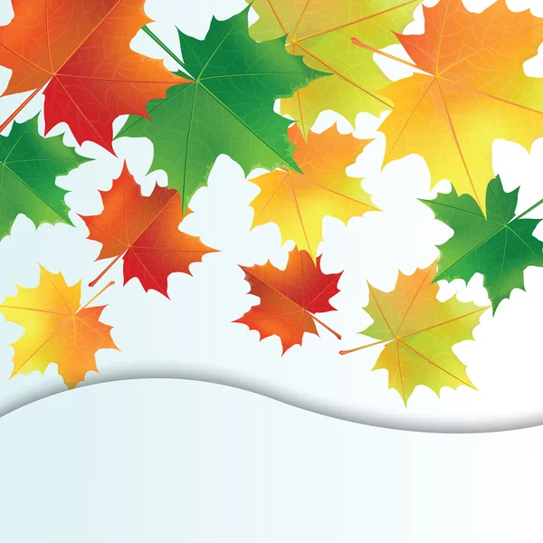 Autumn leaves on the white background. — Stock Vector