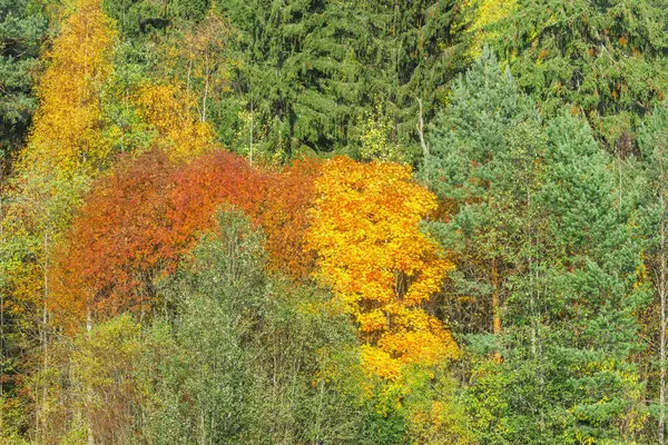 Colorful Autumn View Forest Edge — Stock Photo, Image