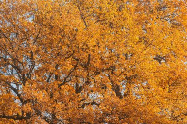 Ormanın kenarında renkli meşe yaprakları.