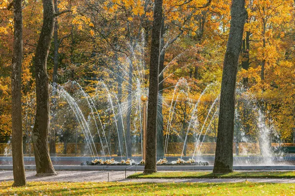 Peterhof Saint Peterhof Russia October 2021 Fountain Lower Park Peterhof — стокове фото