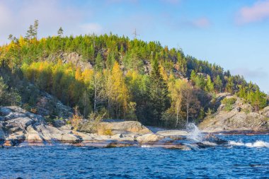 Sonbahar akşamı Ladoga Gölü 'nün yamaçlarındaki çam ağaçları. Karelya Cumhuriyeti.