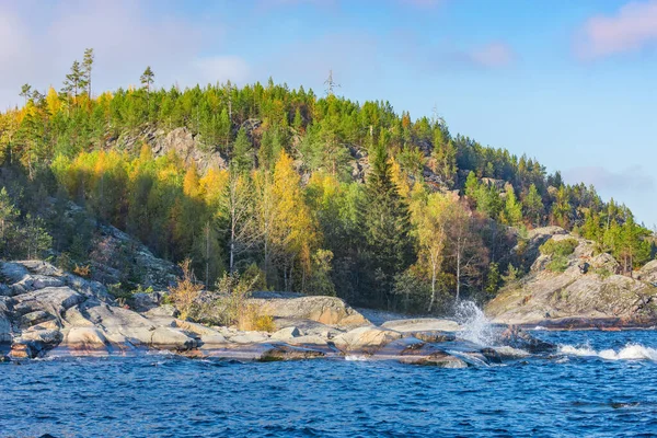 Sonbahar akşamı Ladoga Gölü 'nün yamaçlarındaki çam ağaçları. Karelya Cumhuriyeti.