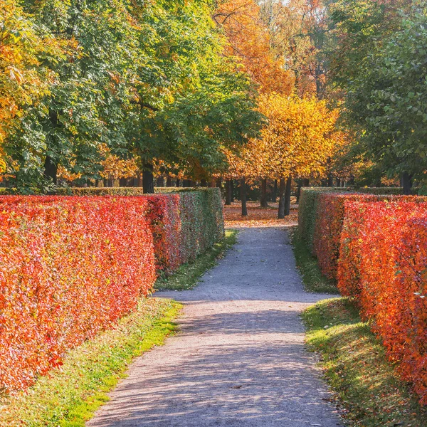 Path in the city park at autumn morning time. — Stock Photo, Image