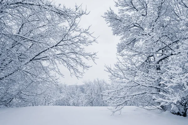 Деревья под снегом в зимнем парке. — стоковое фото