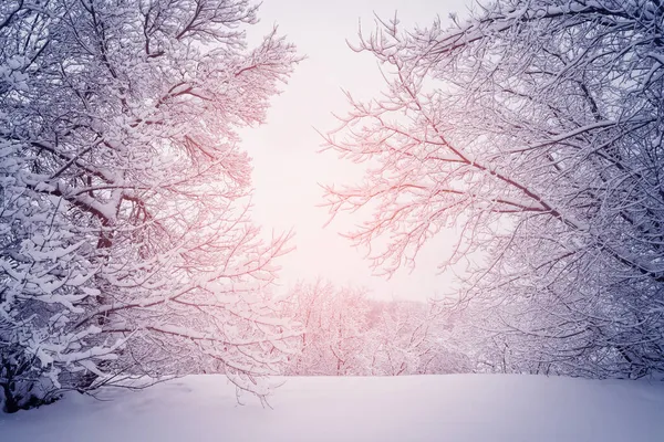 Bäume Schnee Winterlichen Stadtpark Bei Sonnenaufgang — Stockfoto