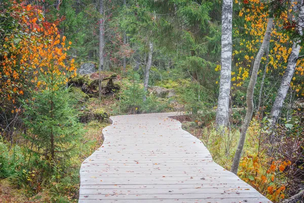 Wooden Path Forest Autumn Evening — Stock Photo, Image