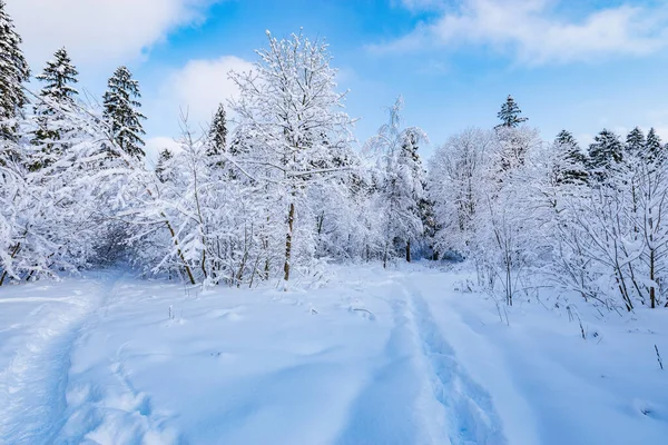 Trees Snow Winter Forest — Stock Photo, Image