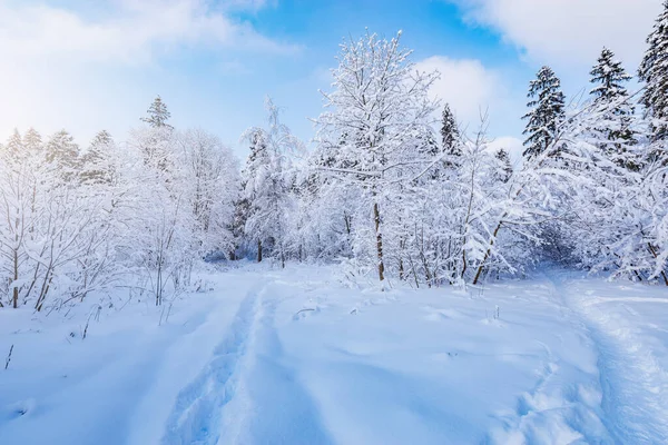 冬の森の雪の下の木 — ストック写真
