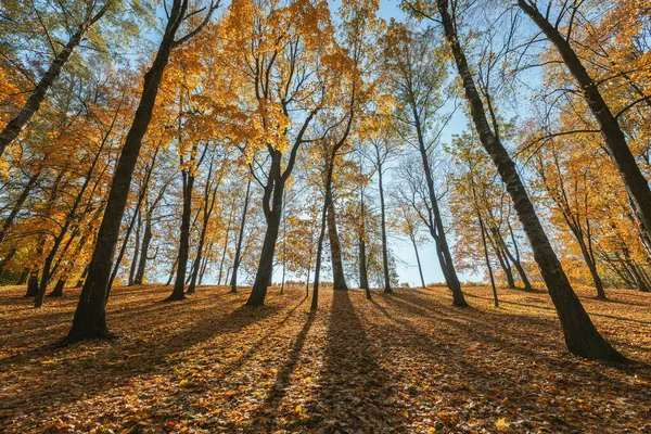 Pohled Městský Park Podzim Dopoledne — Stock fotografie