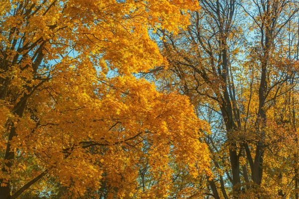 Цветные Осенние Листья Вечернем Лесу — стоковое фото