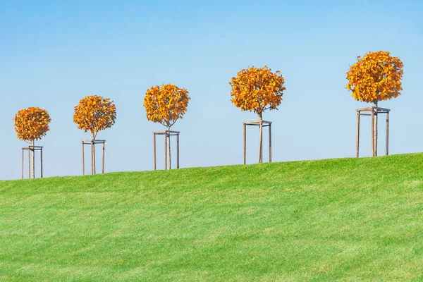 Stromy na kopci parků stromové školky. — Stock fotografie