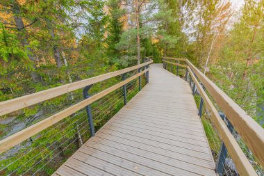 Sonbahar akşamı ormandaki tahta patika..
