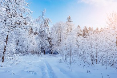 Gün batımında, kış ormanlarında kar altında ağaçlar..